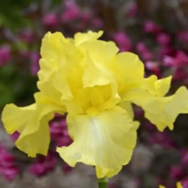 Iris Germanica ‘Harvest of Memories
