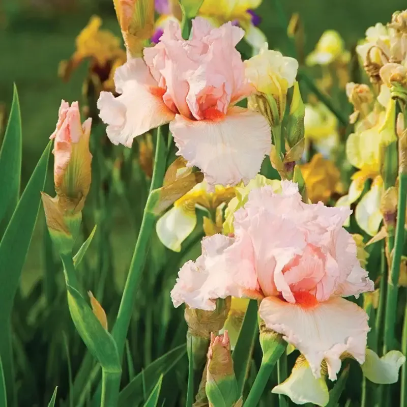Iris Germanica ‘Lenora Pearl’ German Iris
