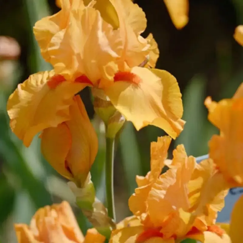 Iris Germanica ‘Maid of Orange’ Bearded German Iris