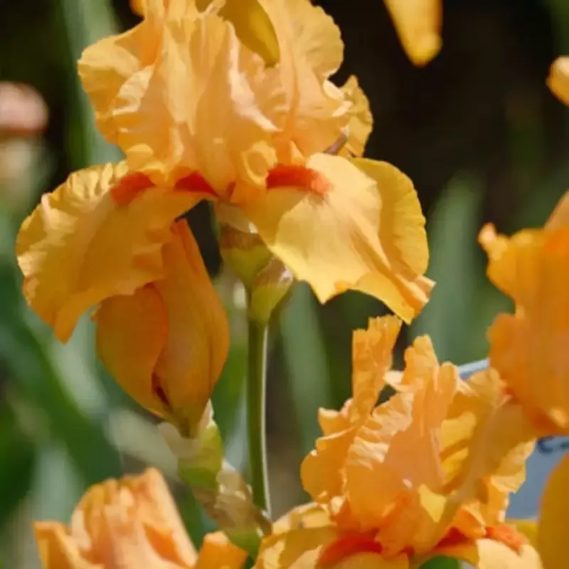 Iris Germanica ‘Maid of Orange