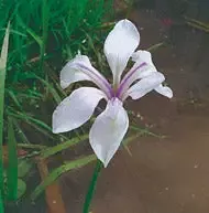 Iris Laevigata “Snowdrift”