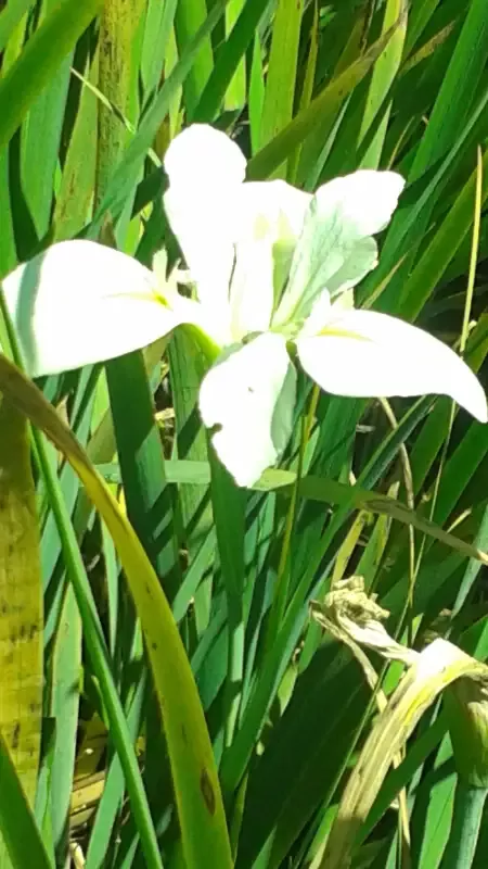 Iris Louisiana “Acadian Miss”