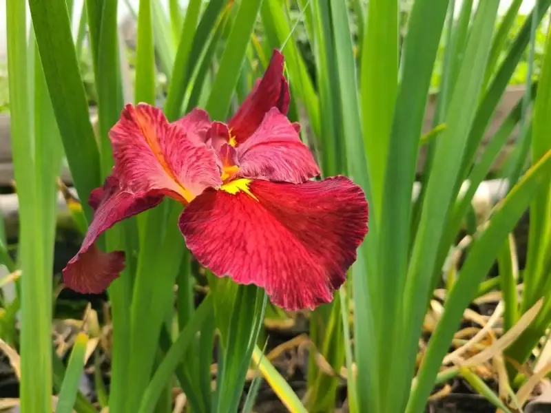 Iris Louisiana ‘Ann Chowing’