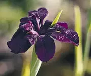 Iris Louisiana “Black Gamecock”