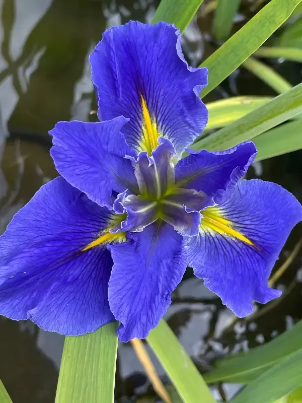Iris Louisiana “Blue Mystery”