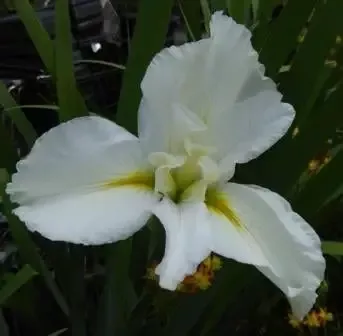 Iris Louisiana ‘Cajun White Lightening’