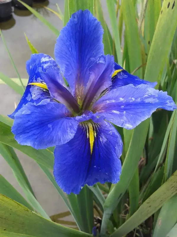 Iris Louisiana “Clyde Redmond”