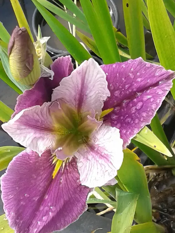 Iris Louisiana “Colorific”