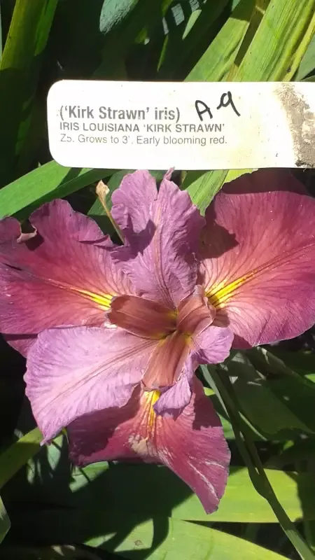 Iris Louisiana “Kirk Strawn”