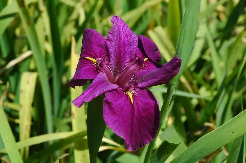 Iris Louisiana “Knock Out”