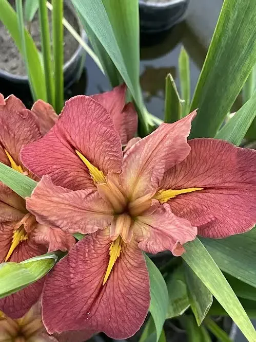 Iris Louisiana “Red Bean