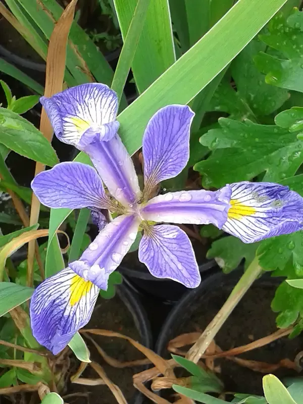 Iris Versicolor “Blue Flag”