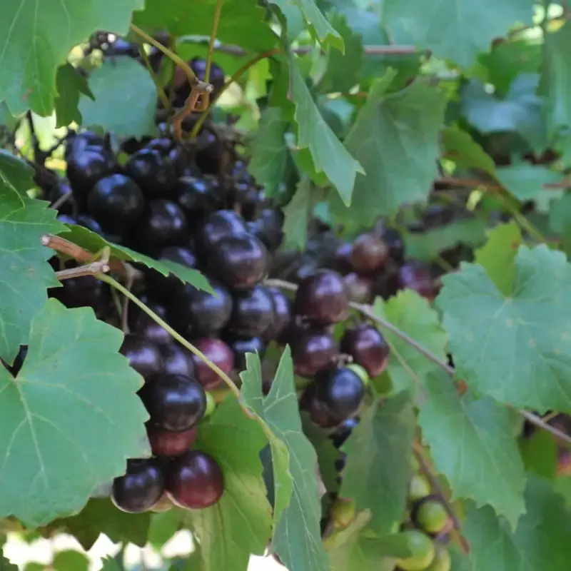 Ison Black Muscadine – Pixies Gardens
