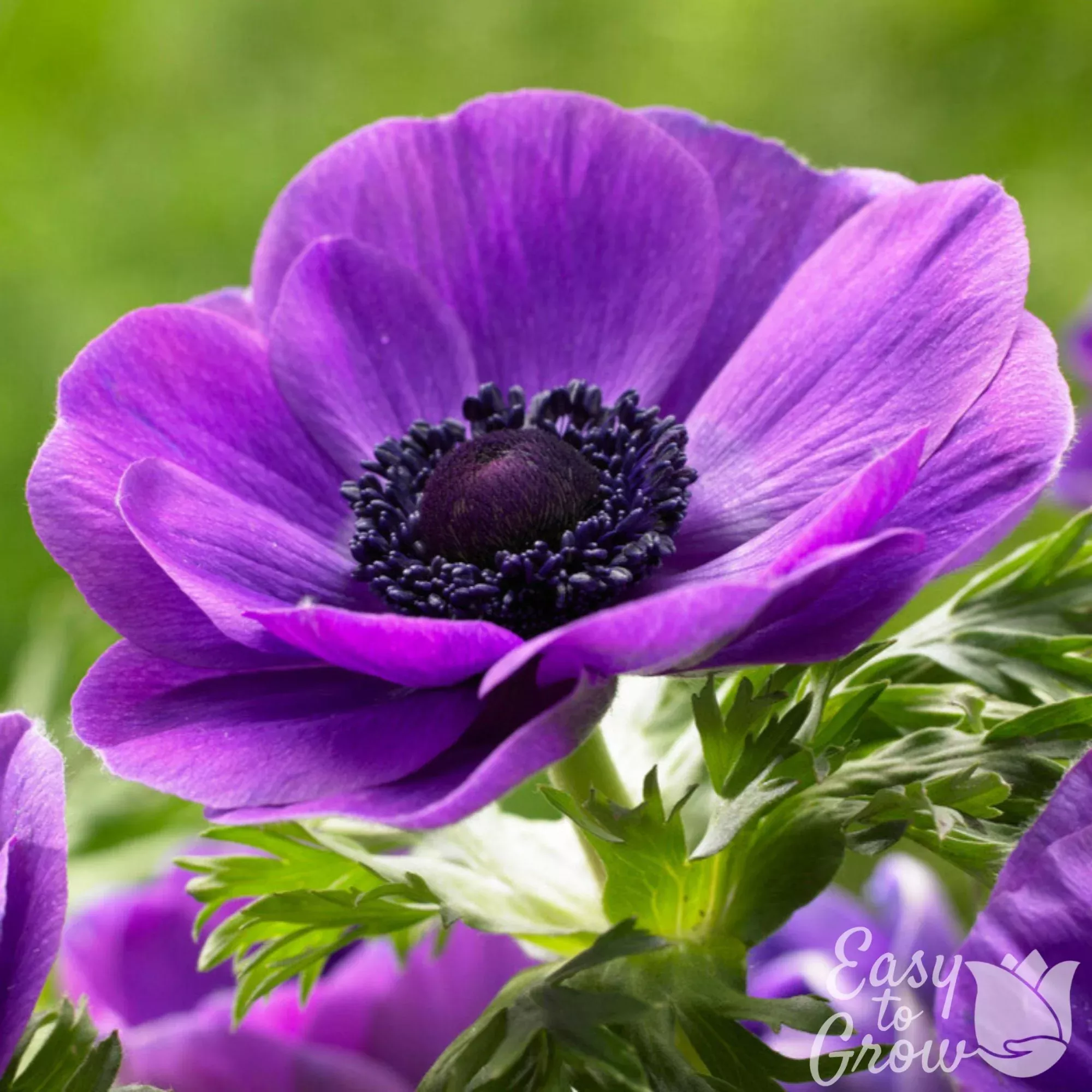 Italian Anemone - Mistral Plus Grape