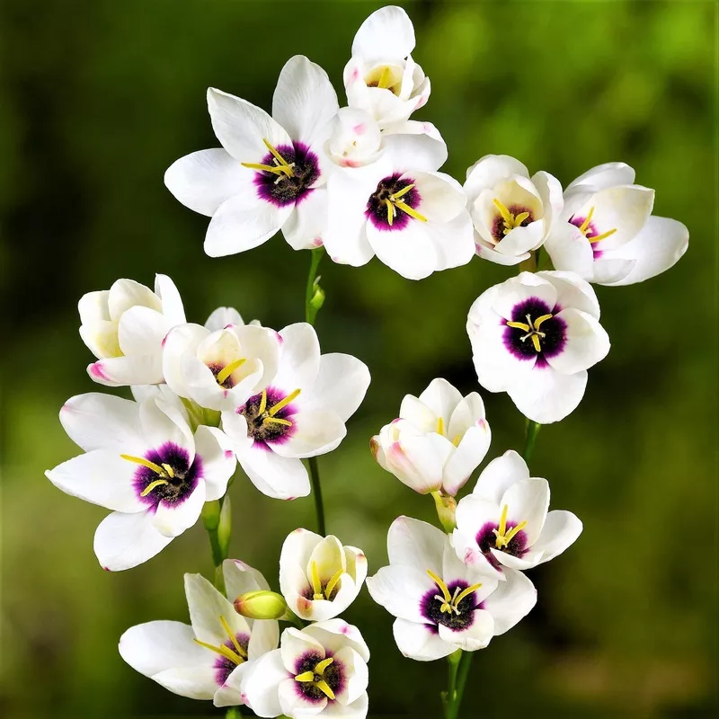 Ixia – Giant