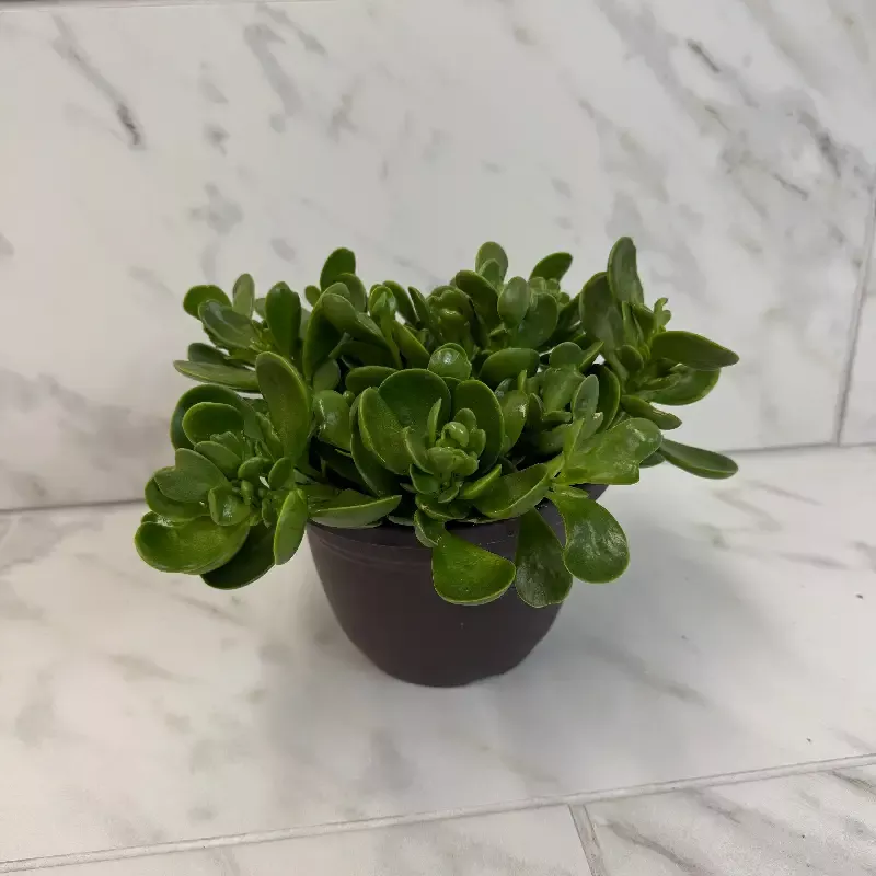 Jacobsenii Trailing Jade, 6″ Plant