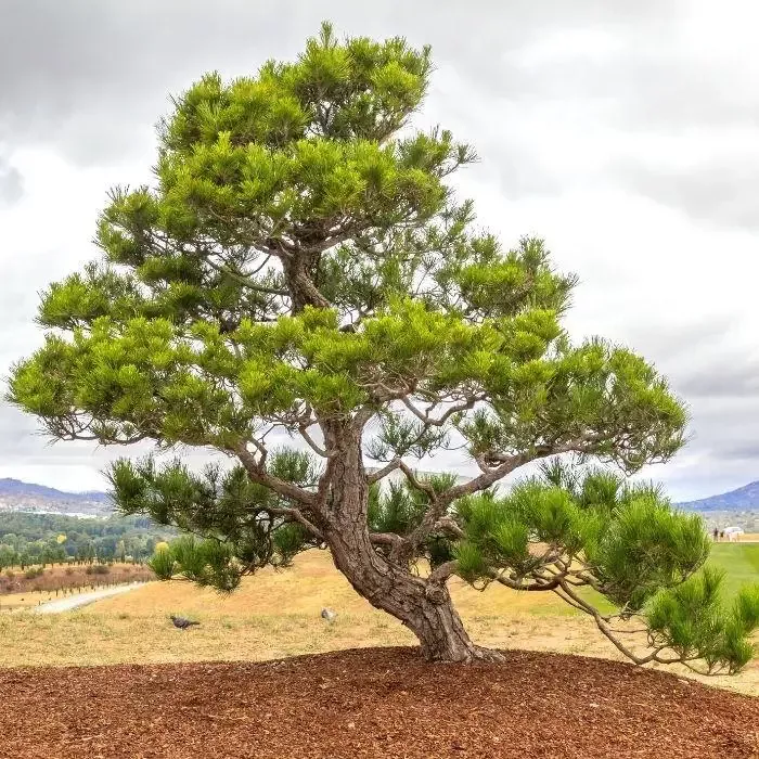 Japanese Black Pine