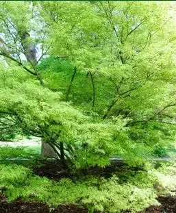 Japanese Maple – Seiryu