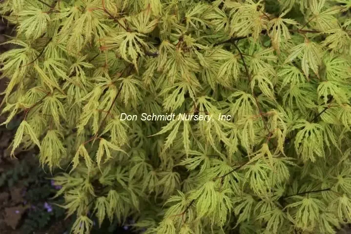 Japanese Maple ‘Sister Ghost’