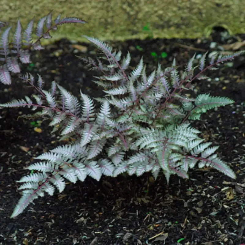 Japanese Painted Fern Multipack