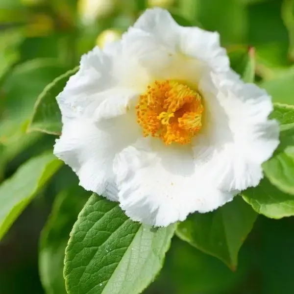 Japanese Stewartia Tree