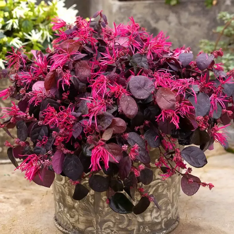 Jazz Hands Loropetalum