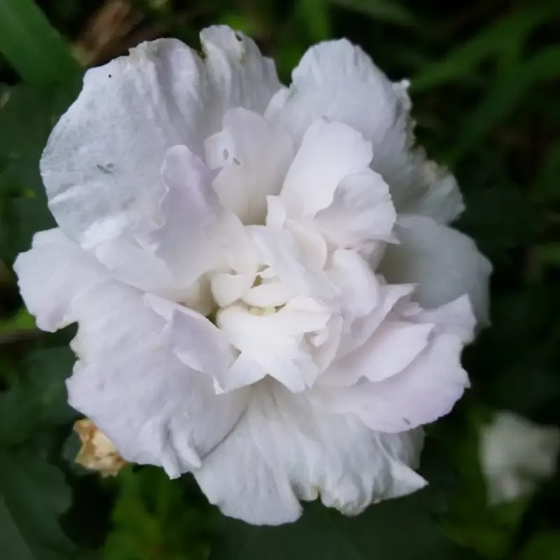Jeanne De Arc Double White Althea