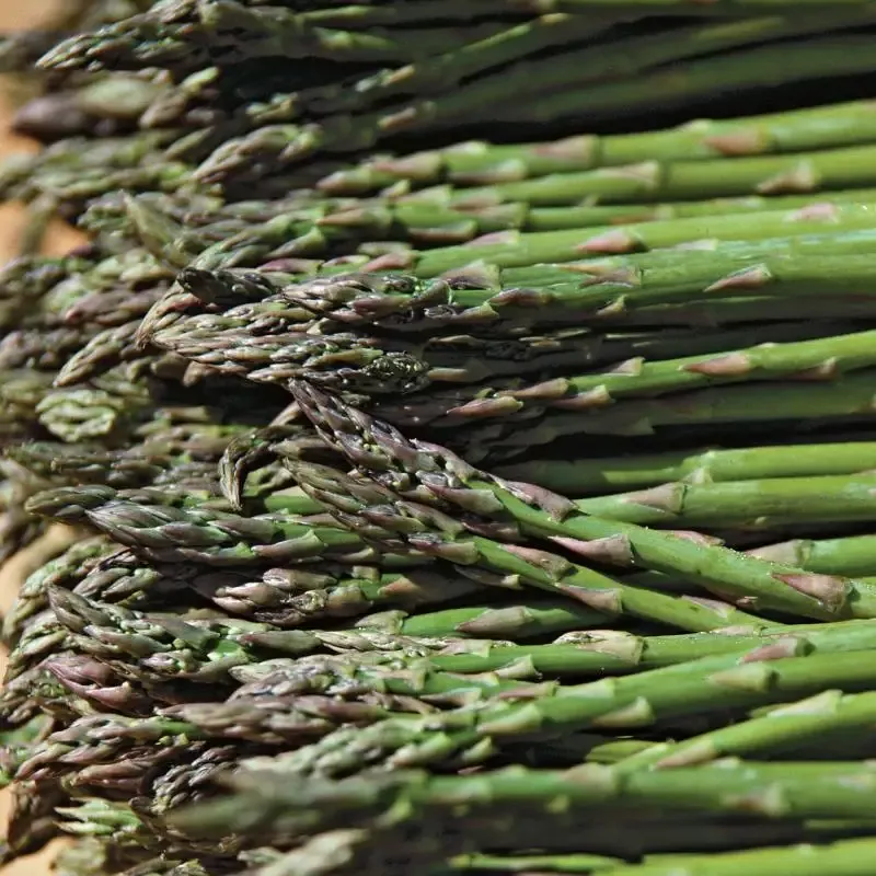 Jersey Knight Asparagus