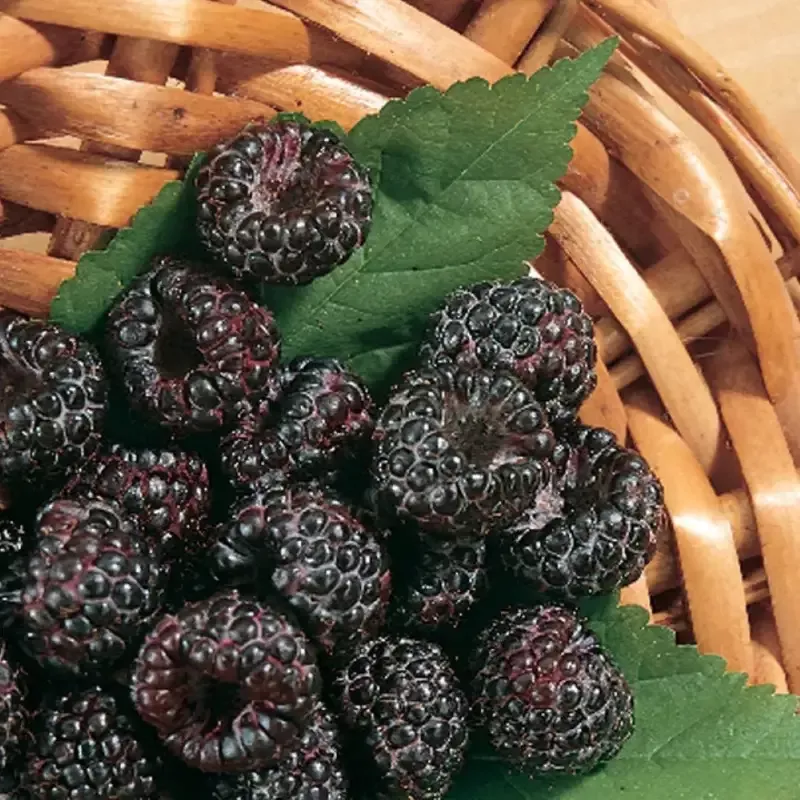 Jewel Black Raspberry