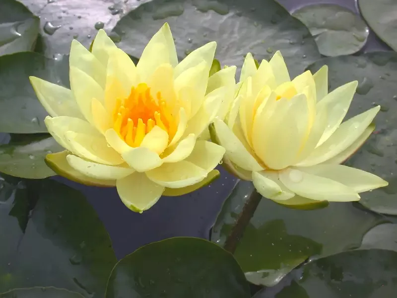 Joey Tomocik – Yellow Hardy Lily