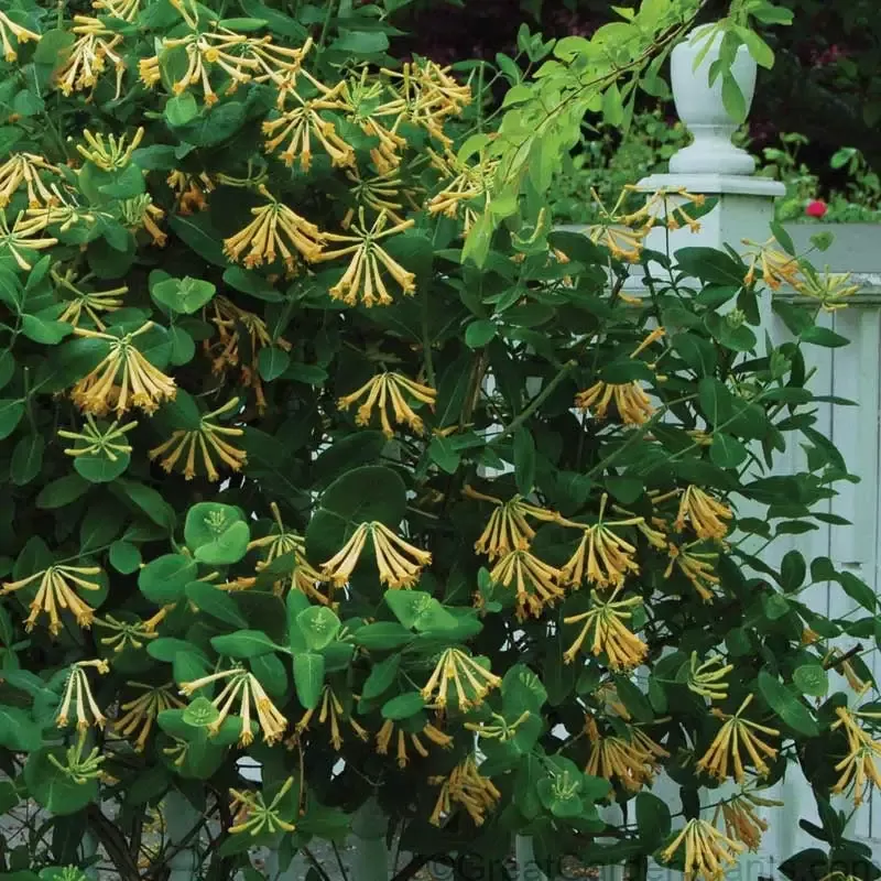 ‘John Clayton’ Honeysuckle Vine