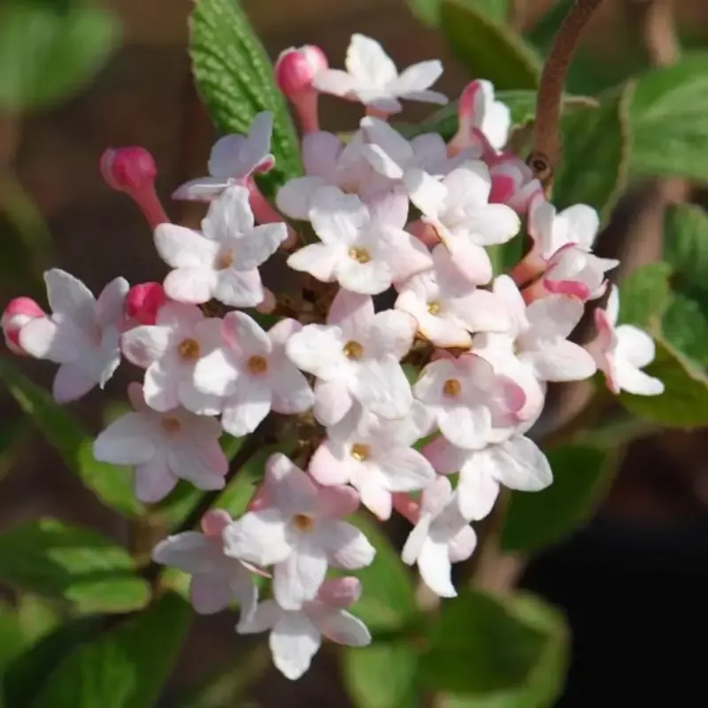 Juddii Viburnum Shrub