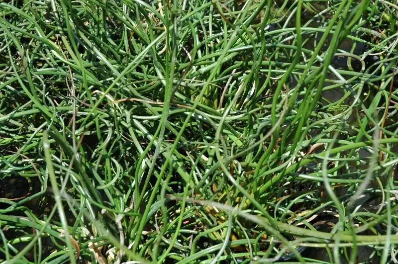 Juncus effuses Corkscrew Rush “Spiralis”