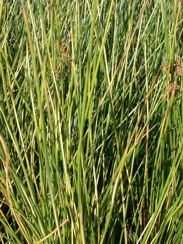 Juncus effuses “Gold Strike Rush”