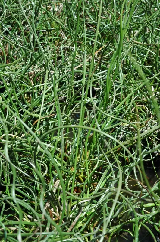 Juncus effusus “Unicorn” Giant Corkscrew Rush
