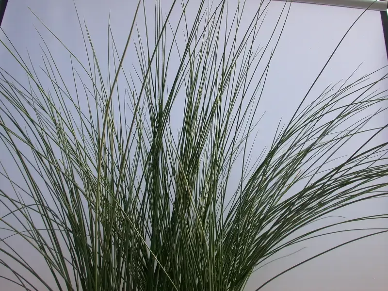Juncus inflexus “Lovesick Blues”