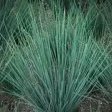 Juncus Patens “Blue Rush”