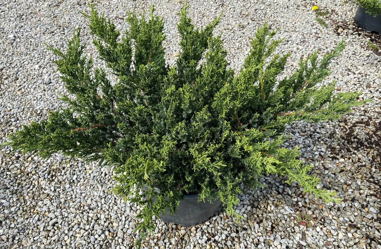 Juniper sq Parsonii #3