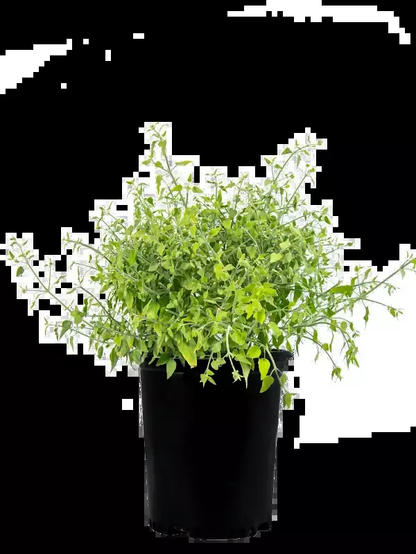 Justicia californica – Chuparosa