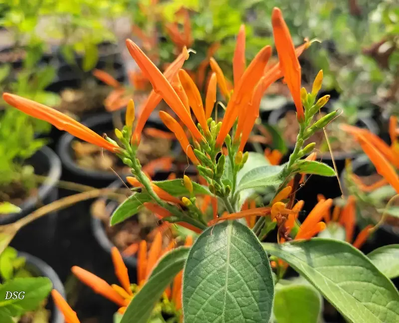 Justicia spicigera – Mexican Honeysuckle