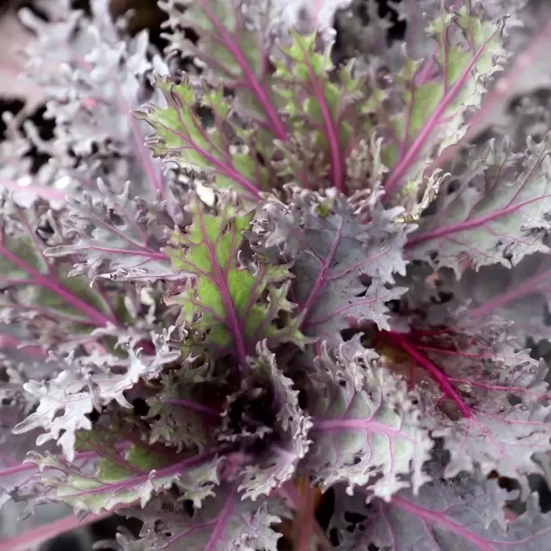 Kale Peacock Red