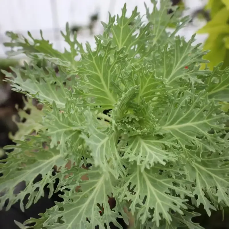 Kale Peacock White
