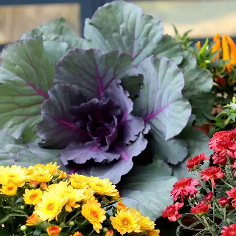 Kamome Red Kale