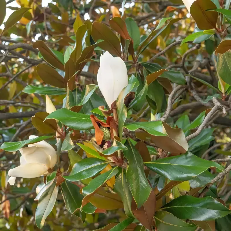 Kay Parris Magnolia