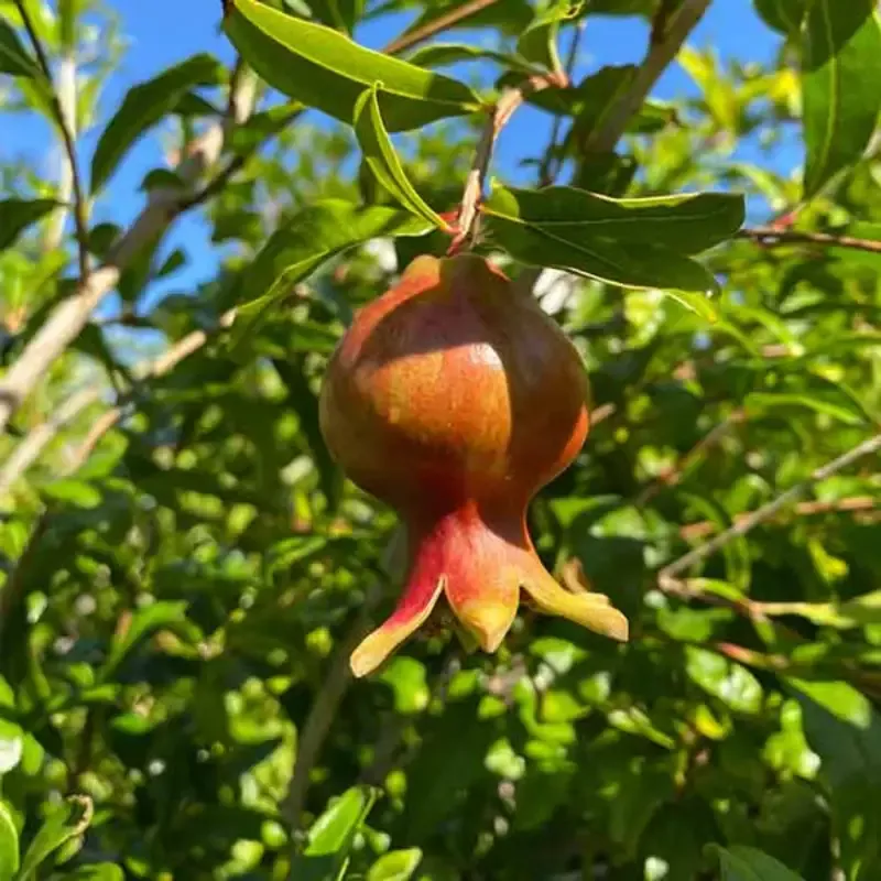 Kazake Pomegranate – Cold Hardy Pomegranate