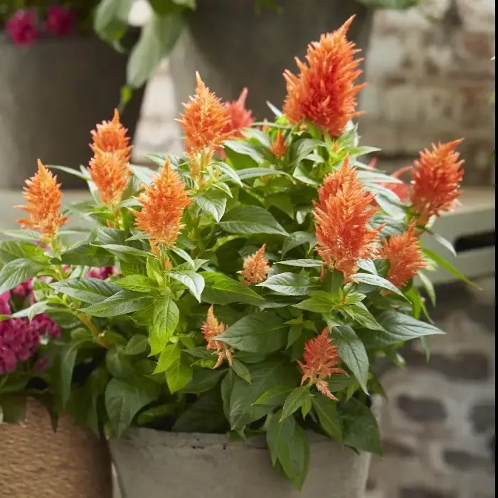 Kelos Fire Orange Celosia