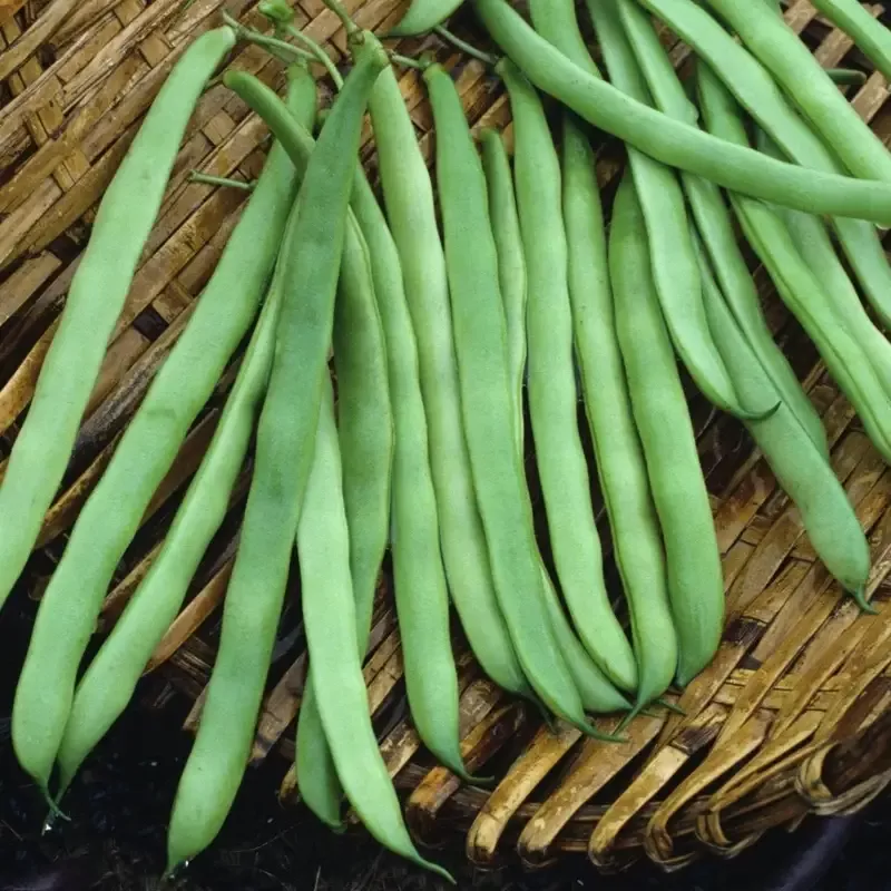 Kentucky Wonder Bean (Pole) : 1/4 Pound