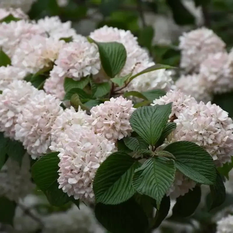 Kern’s Pink Snowball Viburnum Shrub