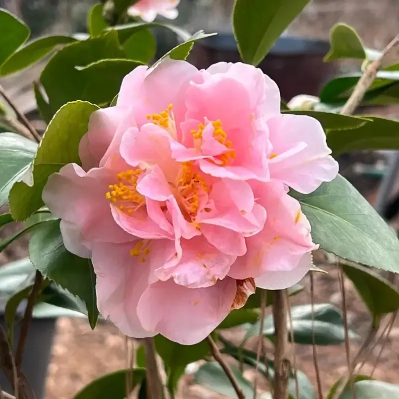 King’s Ransom Camellia