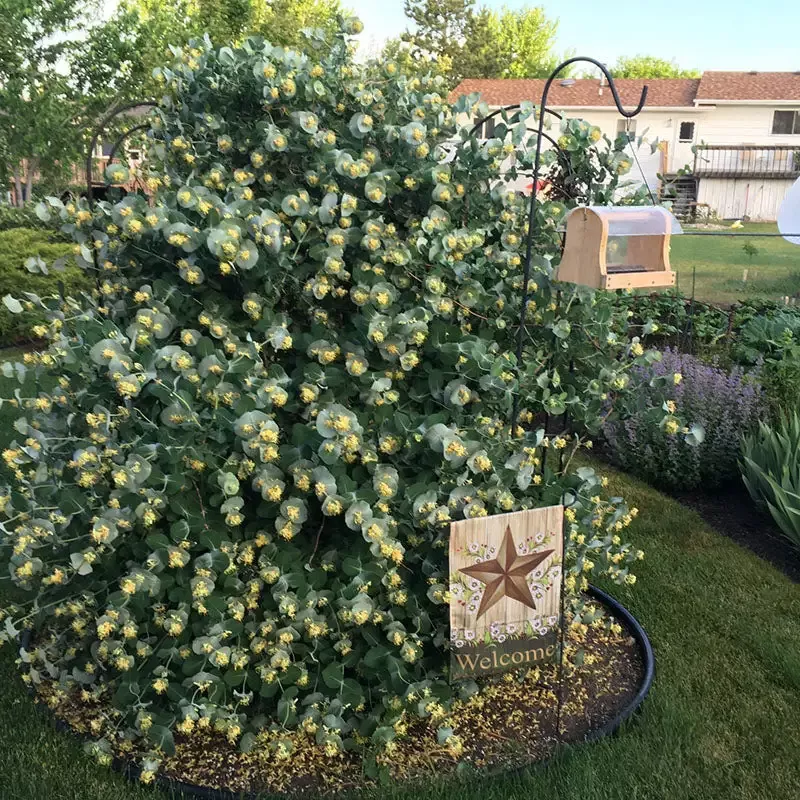Kintzley’s Ghost™ Honeysuckle (Lonicera)